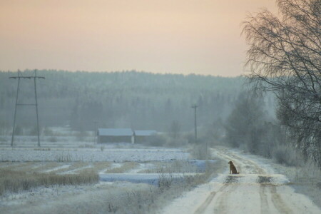 koira, kukin, yksinäisyys, tie