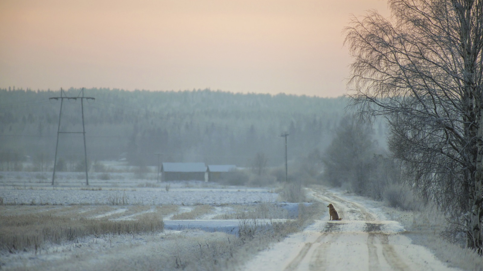 chien, route, chaque, solitude