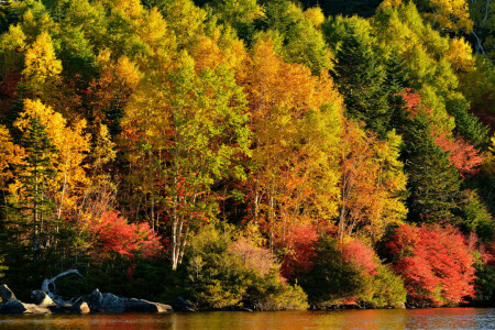 outono, floresta, lago, rio, declive, árvores