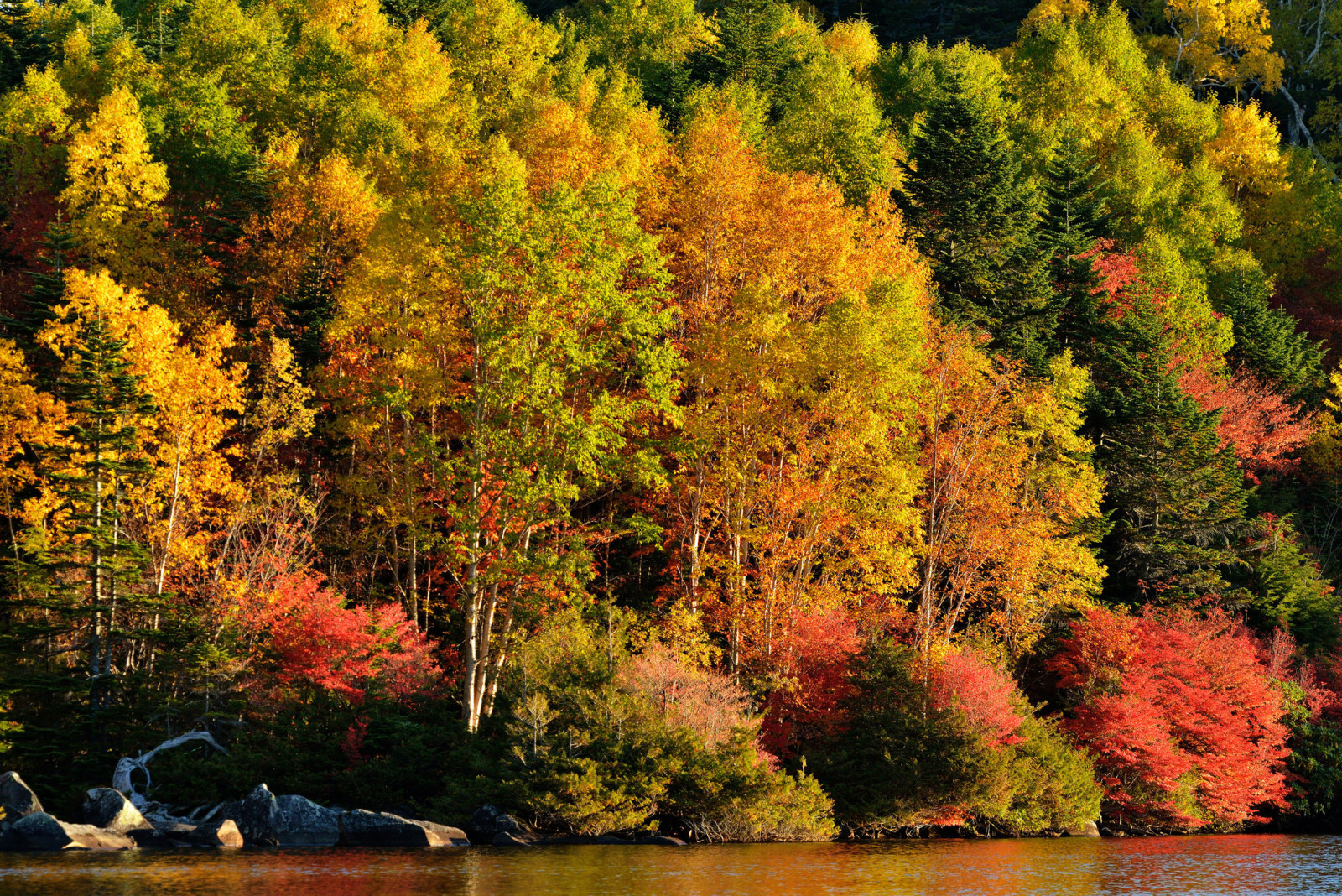 Herbst, Wald, Fluss, See, Bäume, Steigung