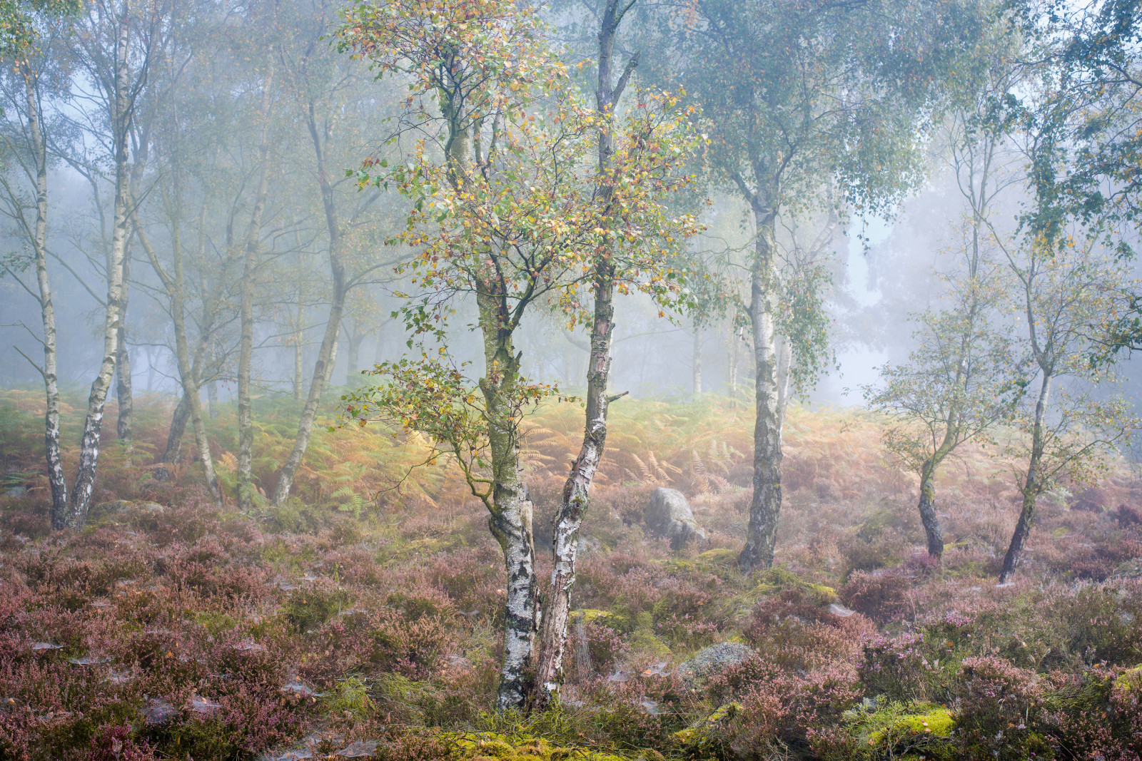 herfst, mist, berk