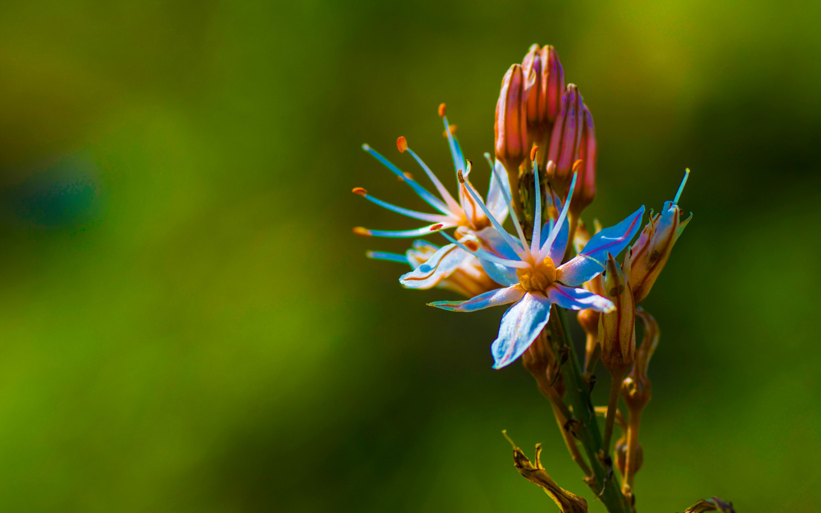 la nature, fleur, pétales, exotique