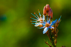 eksotisk, blomst, natur, kronblade