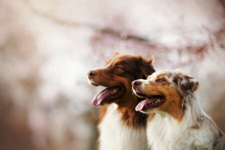 achtergrond, honden, vrienden