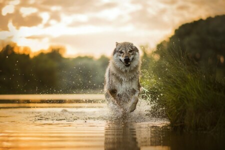 hond, rennen, spuiten