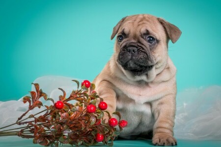 arándanos, linda, perrito, Bulldog francés, perrito