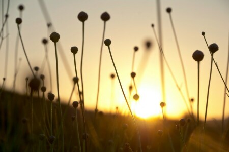 amanecer, repuesto seco de hierba, naturaleza