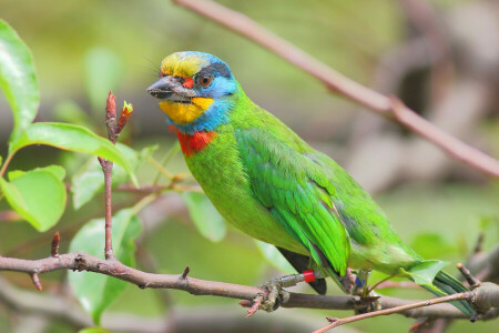 beak, bird, branch, color, feathers, leaves, tree