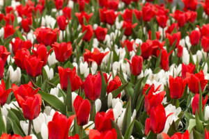 brouiller, crocus, champ, fleurs, tulipes