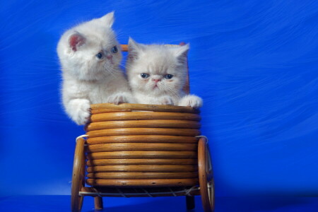 background, basket, cats