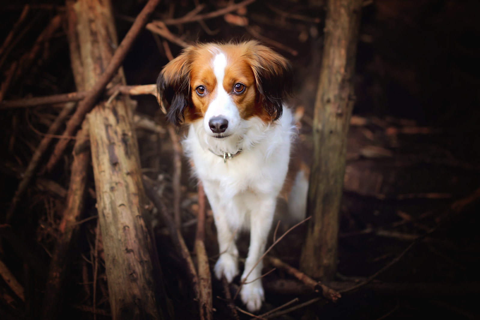 kijken, hond, elk