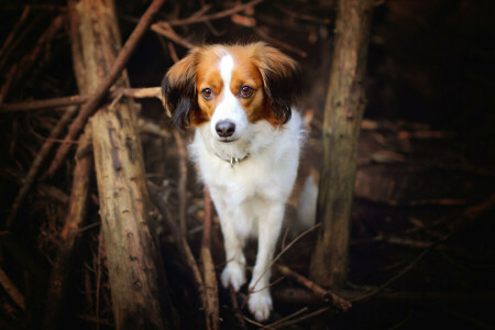 Hund, jeder, aussehen