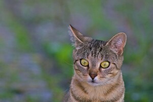 Hayvan, arka fon, kedi, kulaklar, yeşil gözler, bak, makro