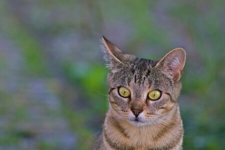 Animal, fundo, gato, orelhas, olhos verdes, Veja, macro