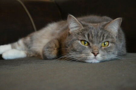 Katze, flauschige, Schnauze