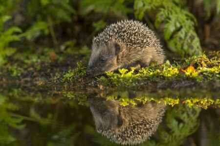 hedgehog, moss, reflection, water