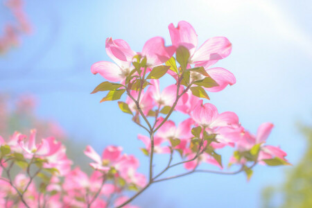 branch, clouds, flowers, light, petals, the sky