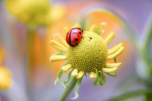 blomst, marihøne, natur