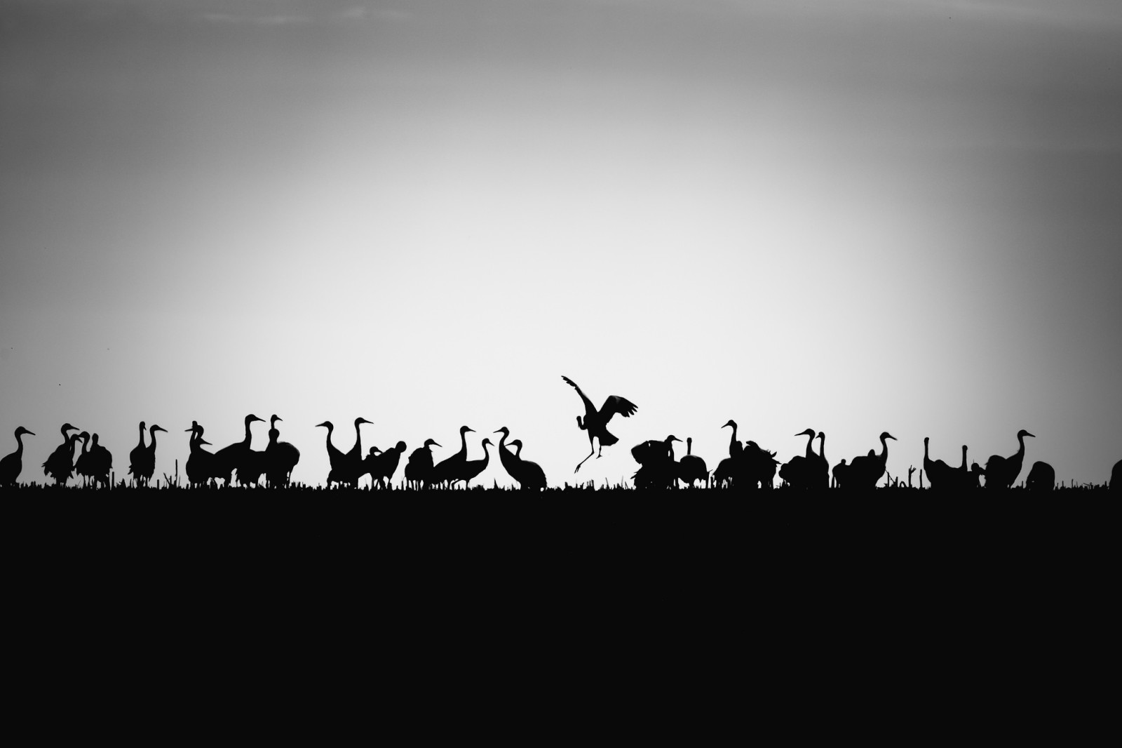 Contexte, silhouettes, des oiseaux