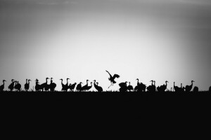 achtergrond, vogelstand, silhouetten