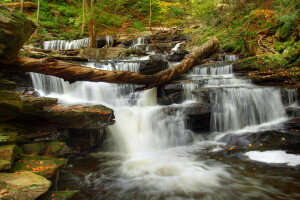 forêt, rivière, des pierres, courant, seuils, des arbres, cascade