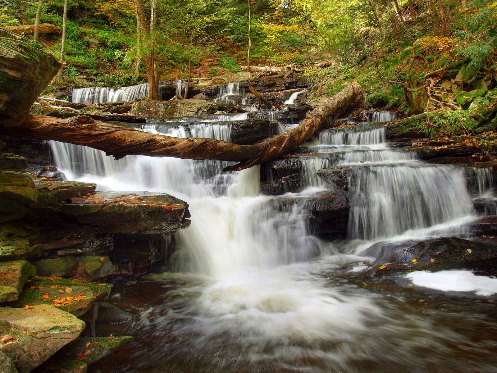 forêt, rivière, des pierres, des arbres, cascade, courant, seuils