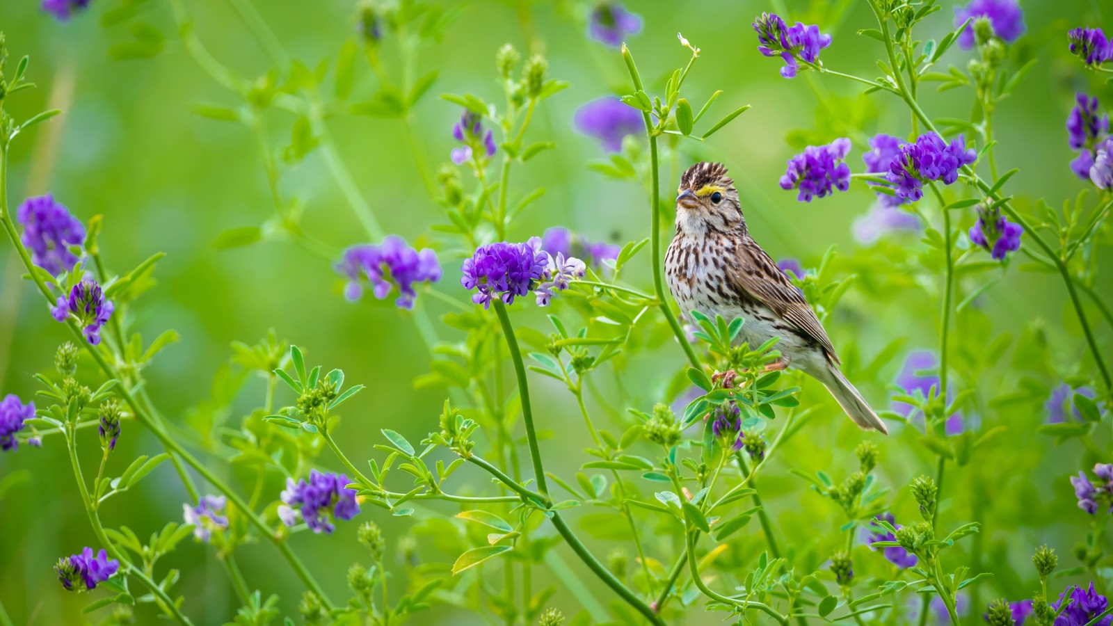 été, fleurs, violet, oiseau, hétéroclite, fond vert