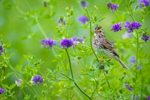 bird, flowers, green background, motley, purple, summer