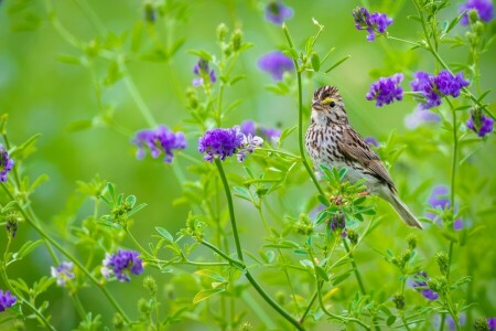 pájaro, flores, fondo verde, abigarrado, púrpura, verano