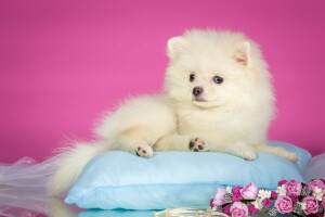 flowers, pillow, puppy, Spitz, white, wreath