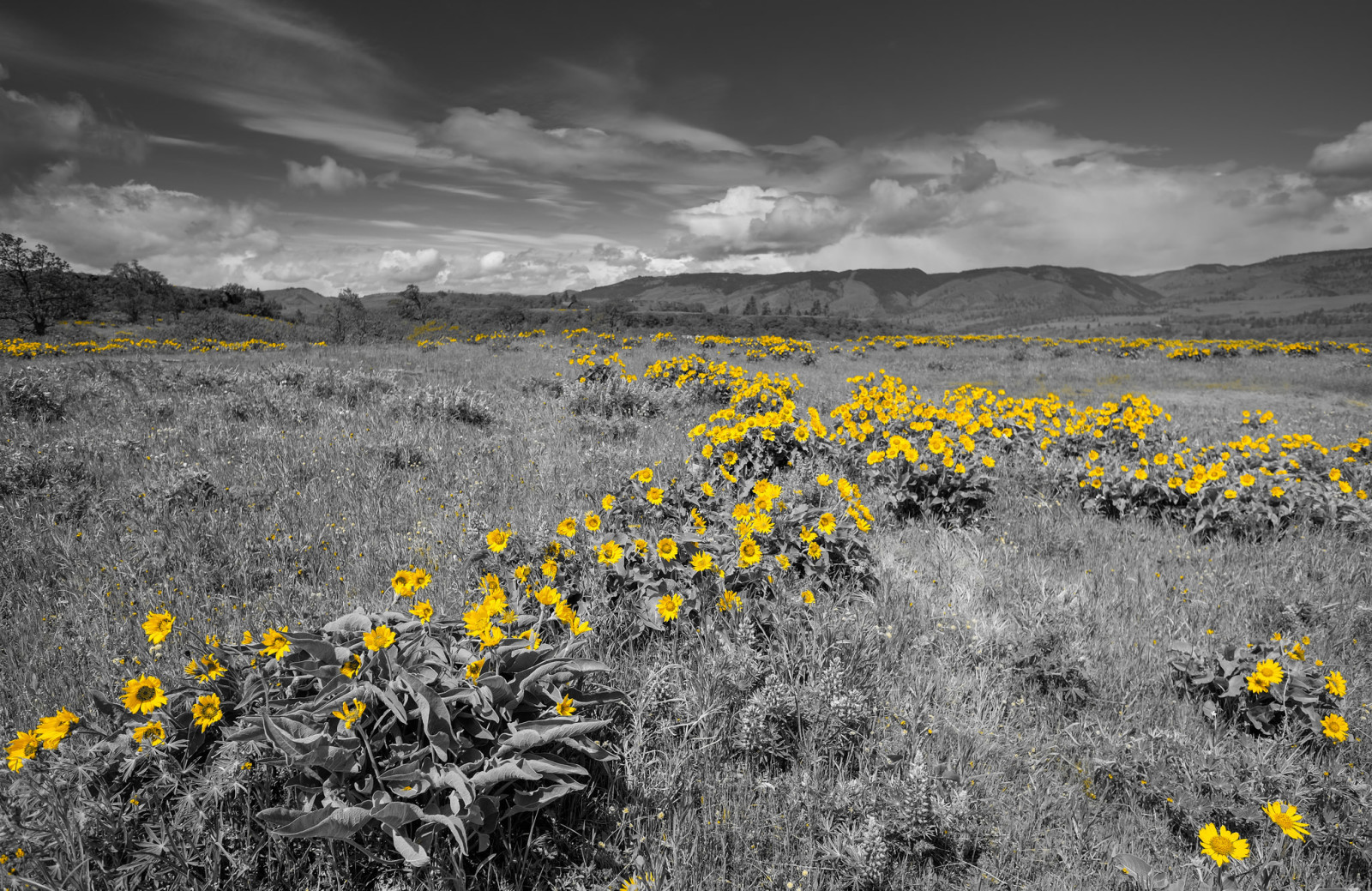 grass, the sky, flowers, mountains, meadow