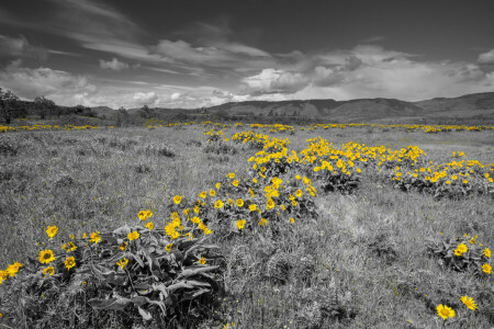 blommor, gräs, äng, bergen, himmelen