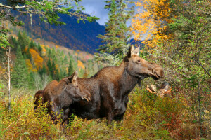 herfst, familie, Woud, eland, oktober