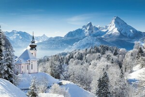 foresta, natura, neve, i fiocchi di neve, albero, inverno