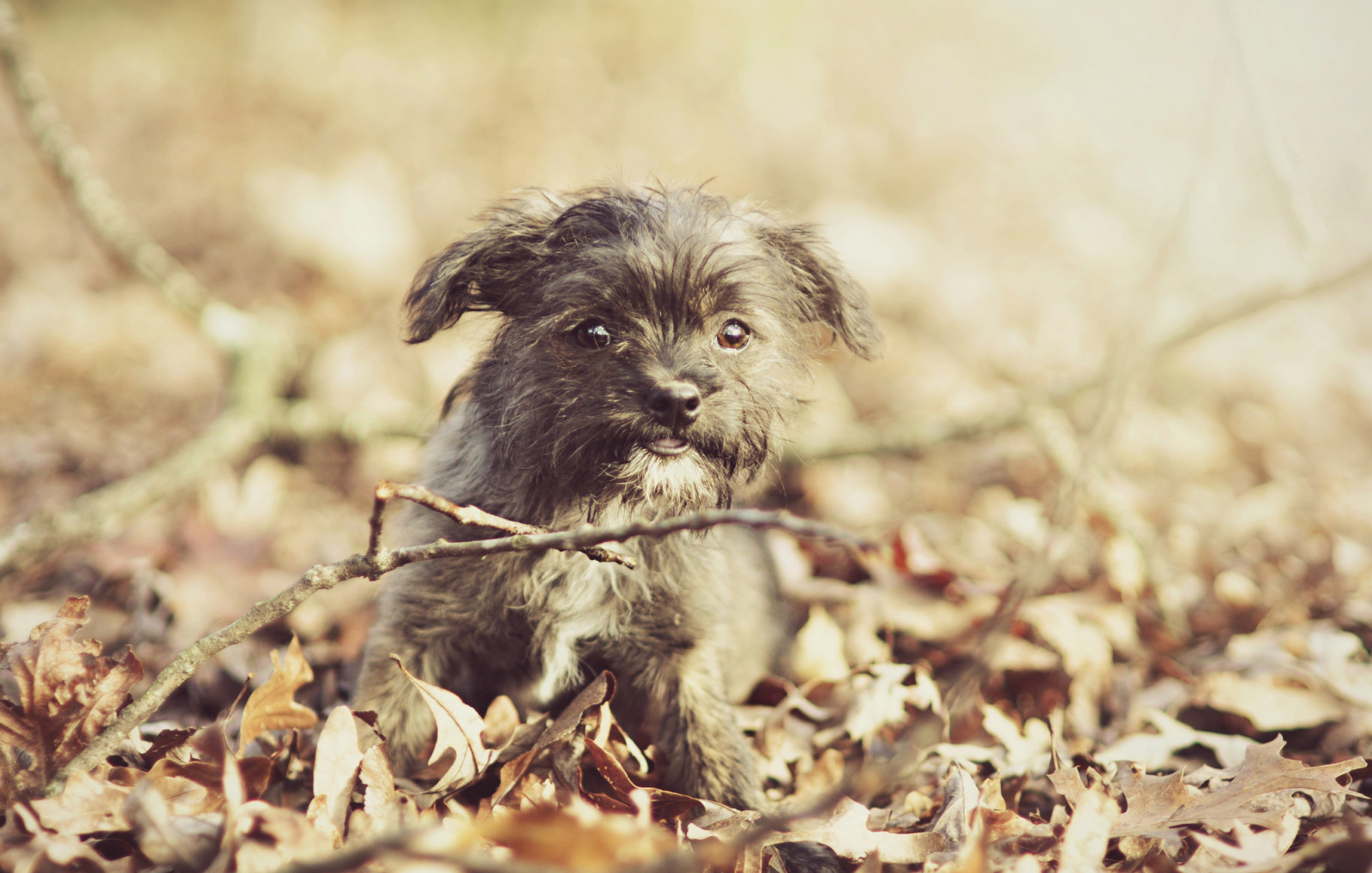 Guarda, cane, ogni