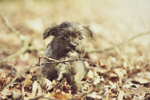 köpek, her biri, bak