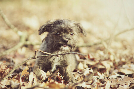 cane, ogni, Guarda