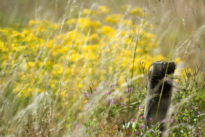 bokeh, blommor, äng