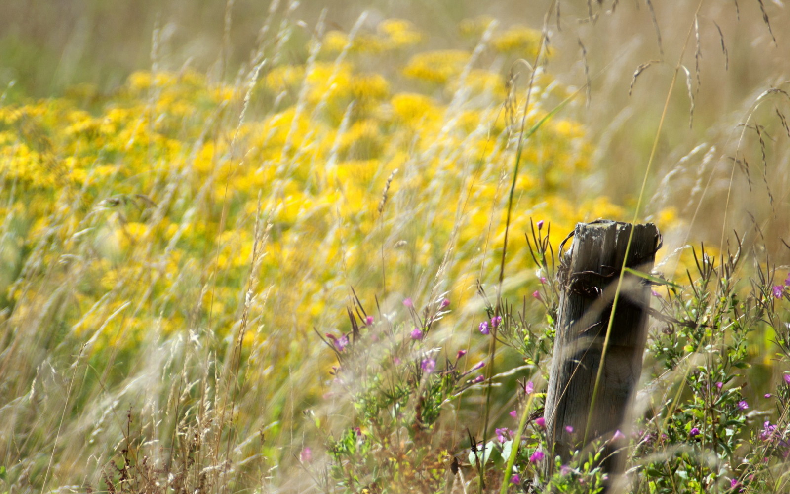 bokeh, flores, prado