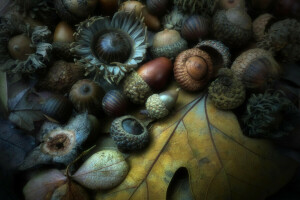 acorn, autumn, sheet, the fruit, Walnut