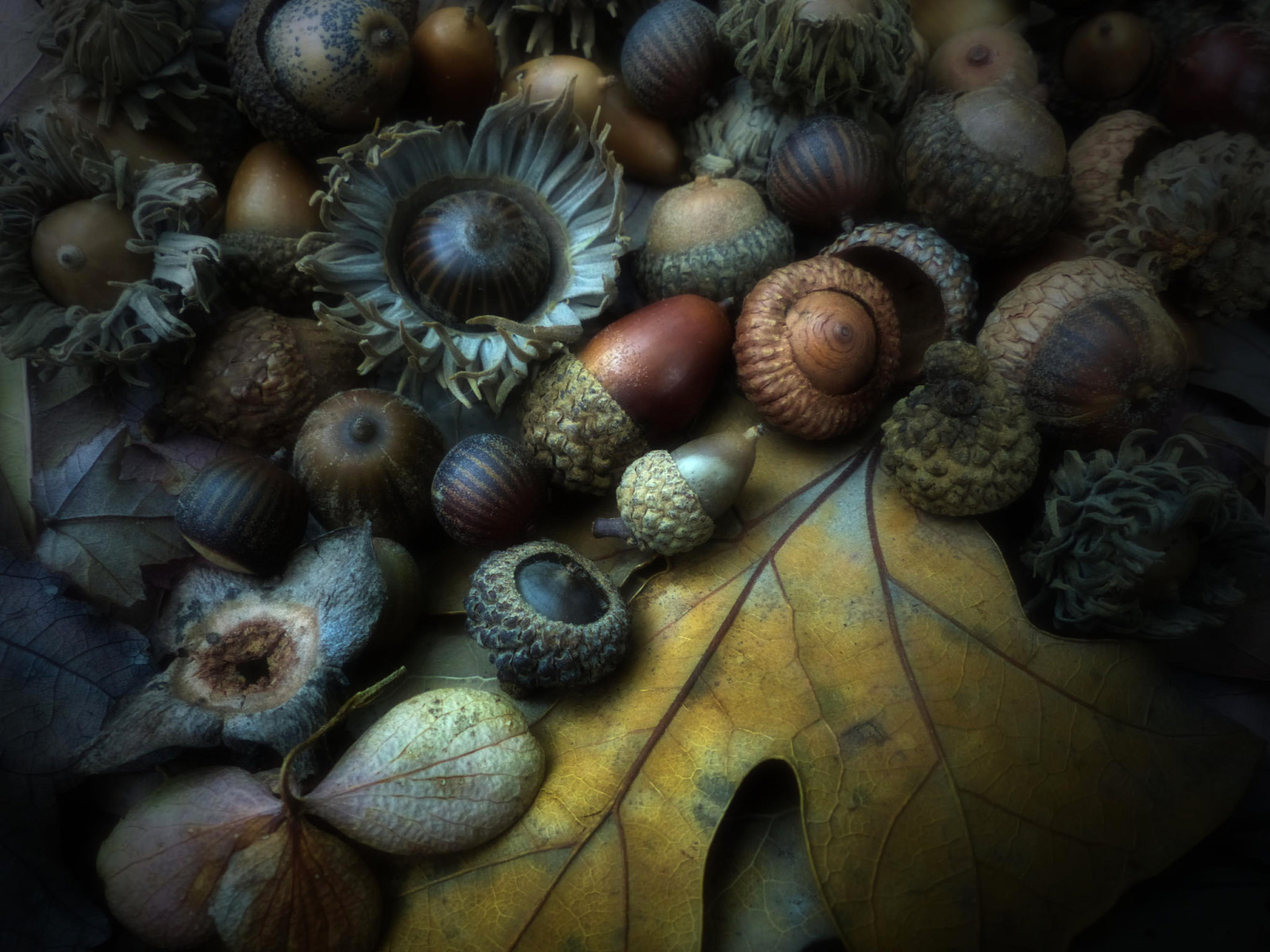 l'automne, feuille, Noyer, le fruit, gland