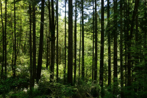 bosque, césped, verduras, verano, los arbustos, arboles