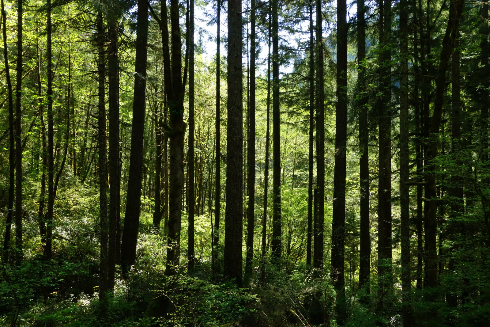 Skov, græs, sommer, træer, greens, buskene