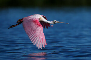 bird, flight, Roseate Spoonbill, water