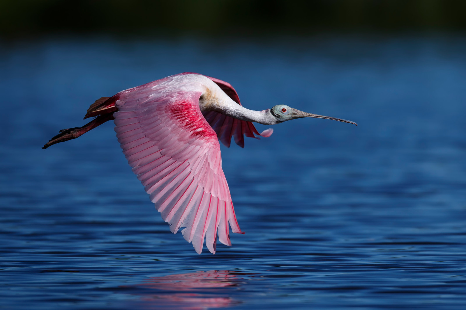 vann, flygning, fugl, Roseate Spoonbill