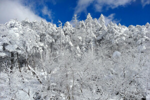 des nuages, forêt, pente, neige, Le ciel, des arbres, hiver