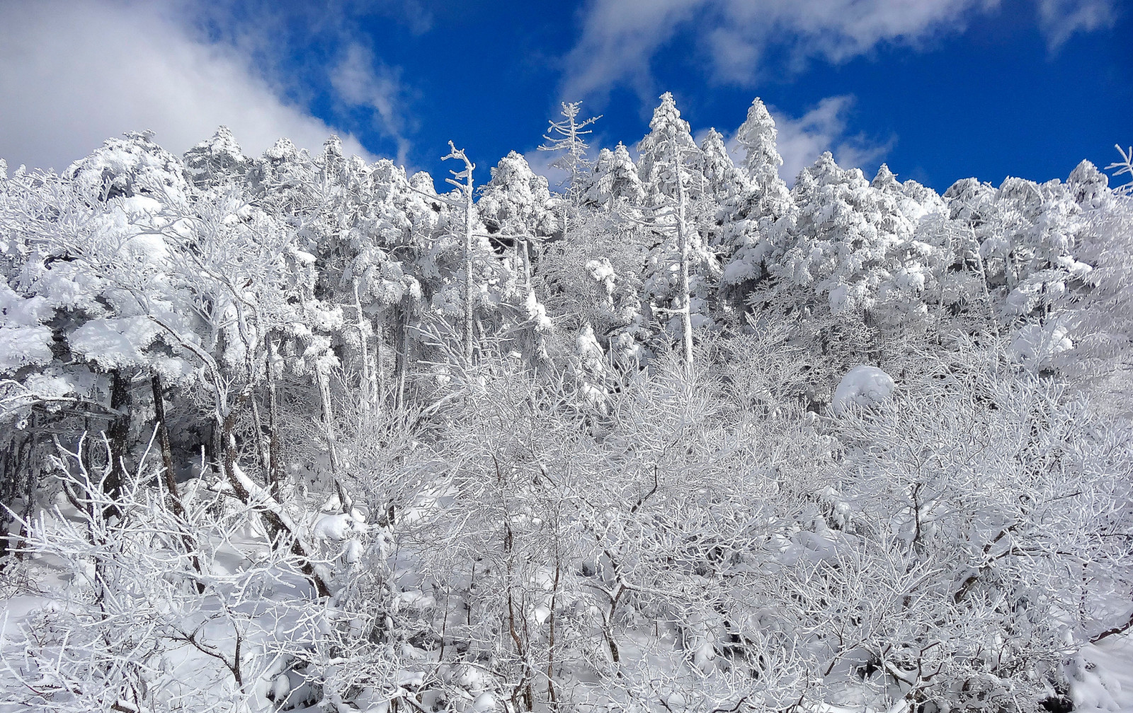 sneeuw, Woud, de lucht, winter, bomen, wolken, helling