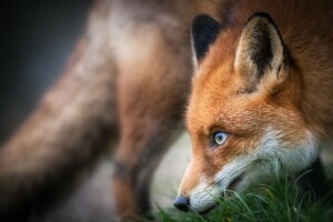 bokeh, cara, zorro, rojo