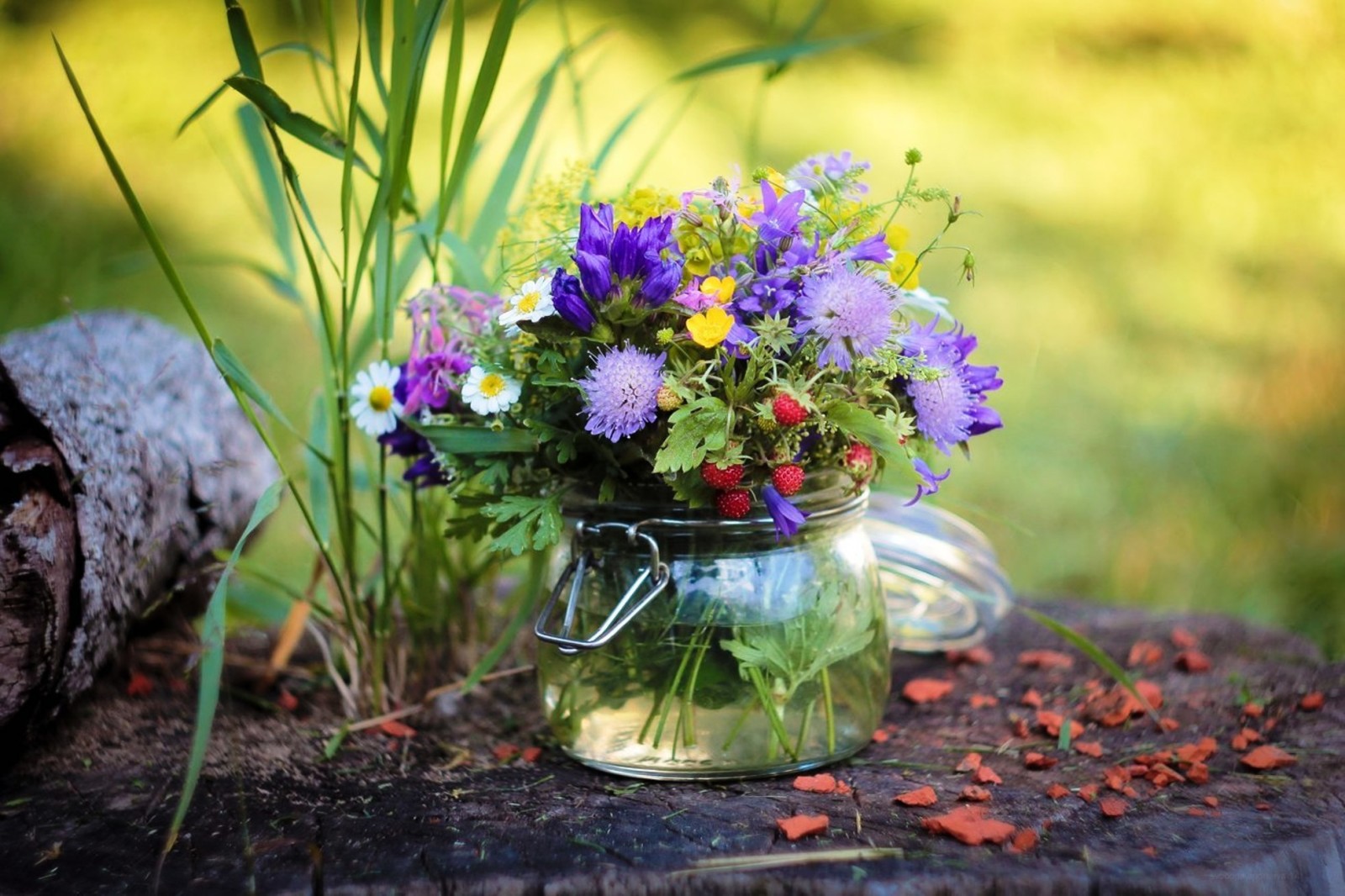 Relva, latido, morangos, flores silvestres