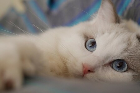 yeux bleus, chat, Regardez, museau, Ragdoll